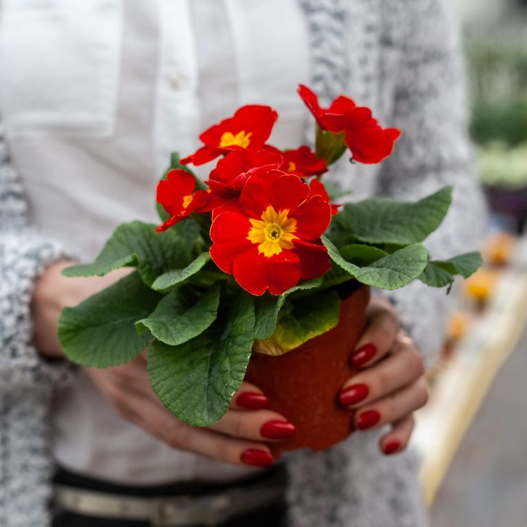 How New Pots and Planters Help Flowers Thrive