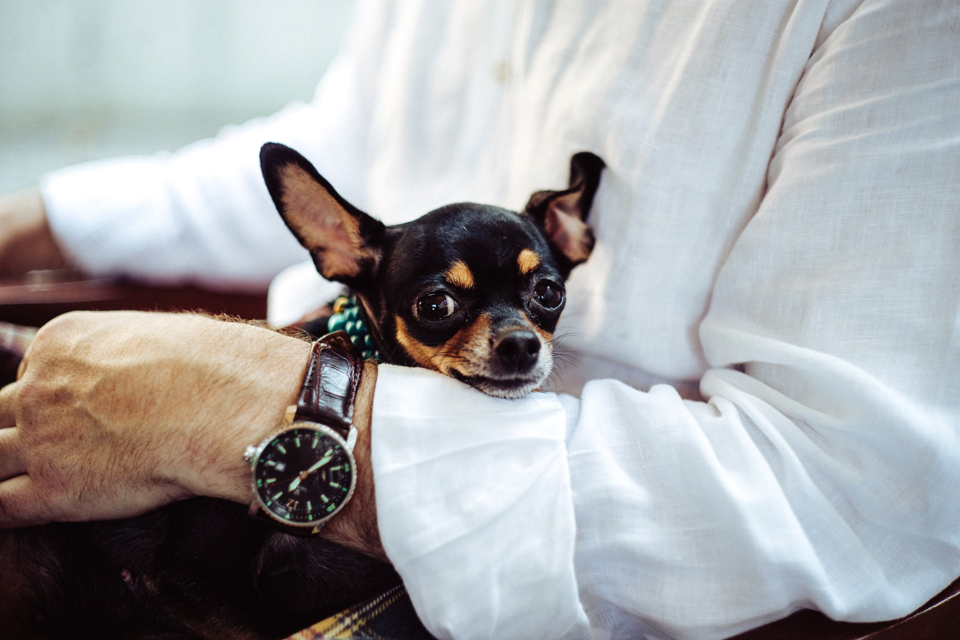 Common Exclusions From Pet Insurance