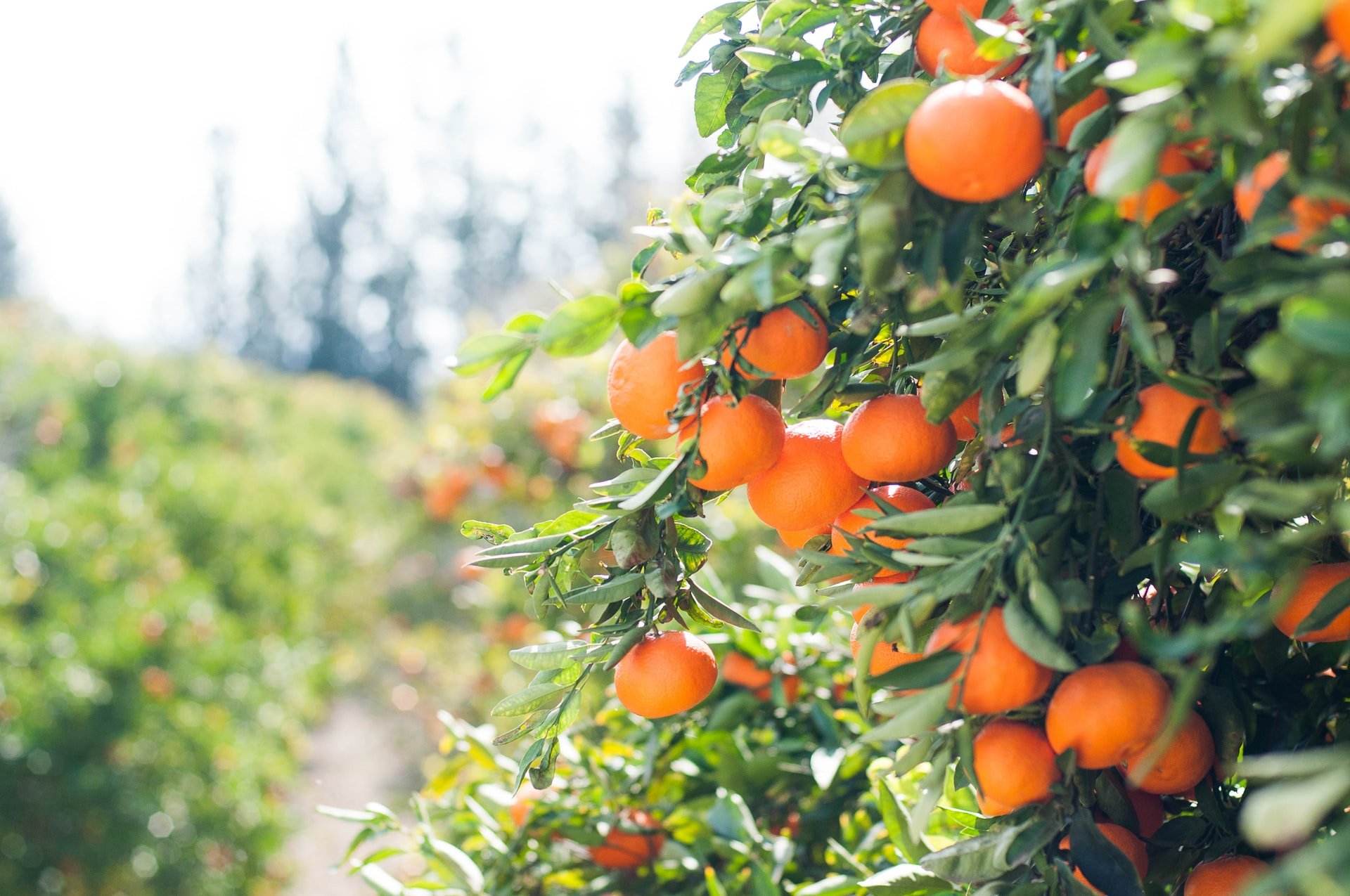 Are You Ready to Live on a Farm?