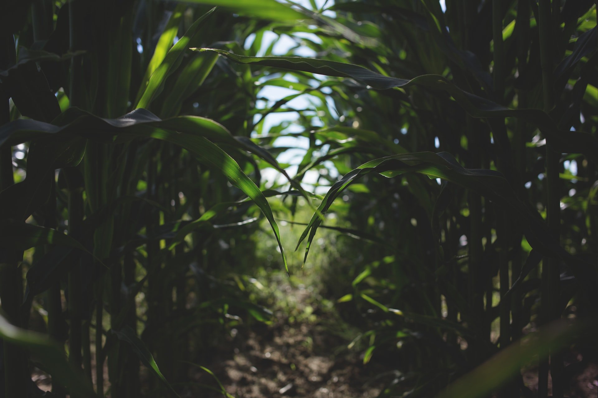 How to Keep Pests Away From Your Crops