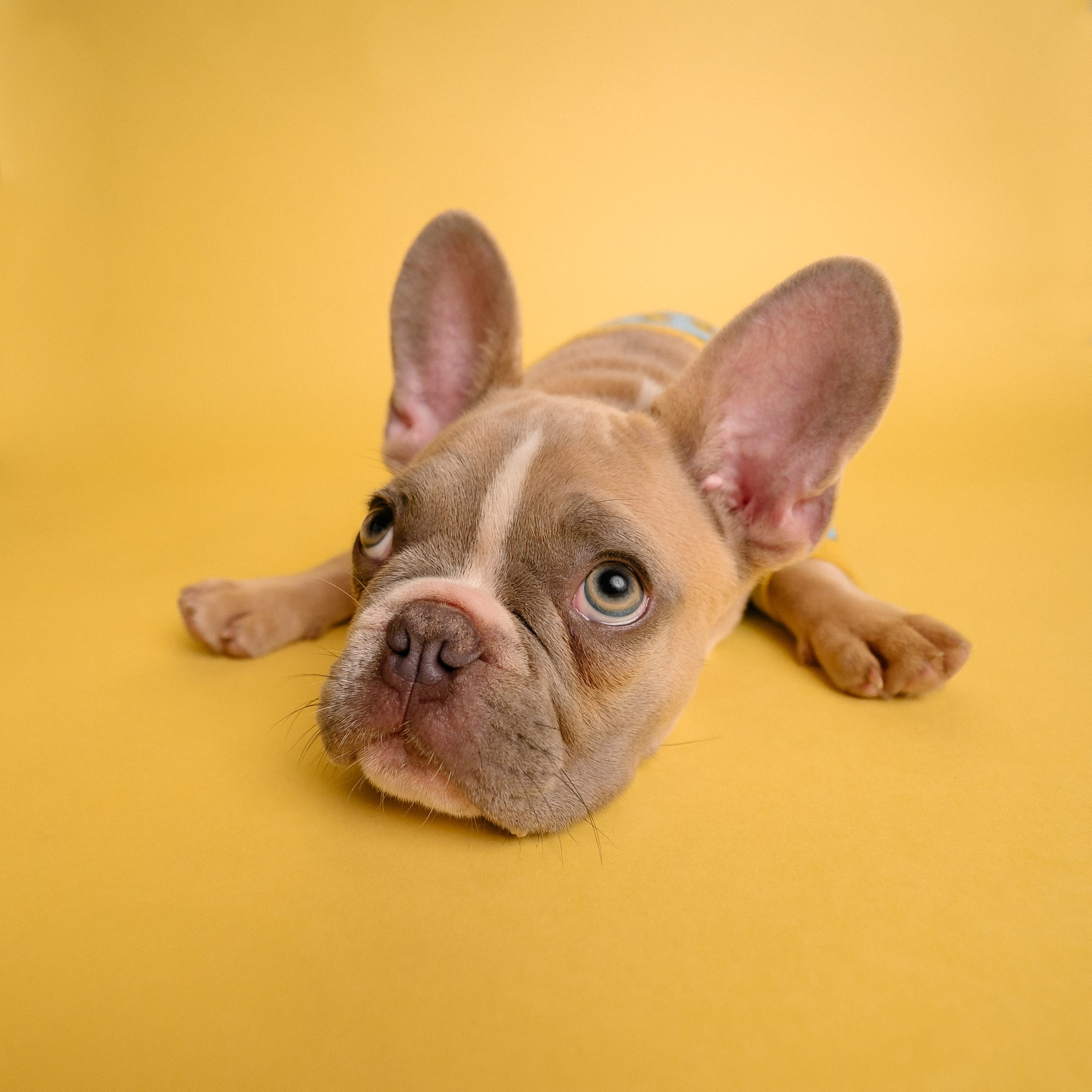 5 Ways to Make Your Dog’s Life Better
