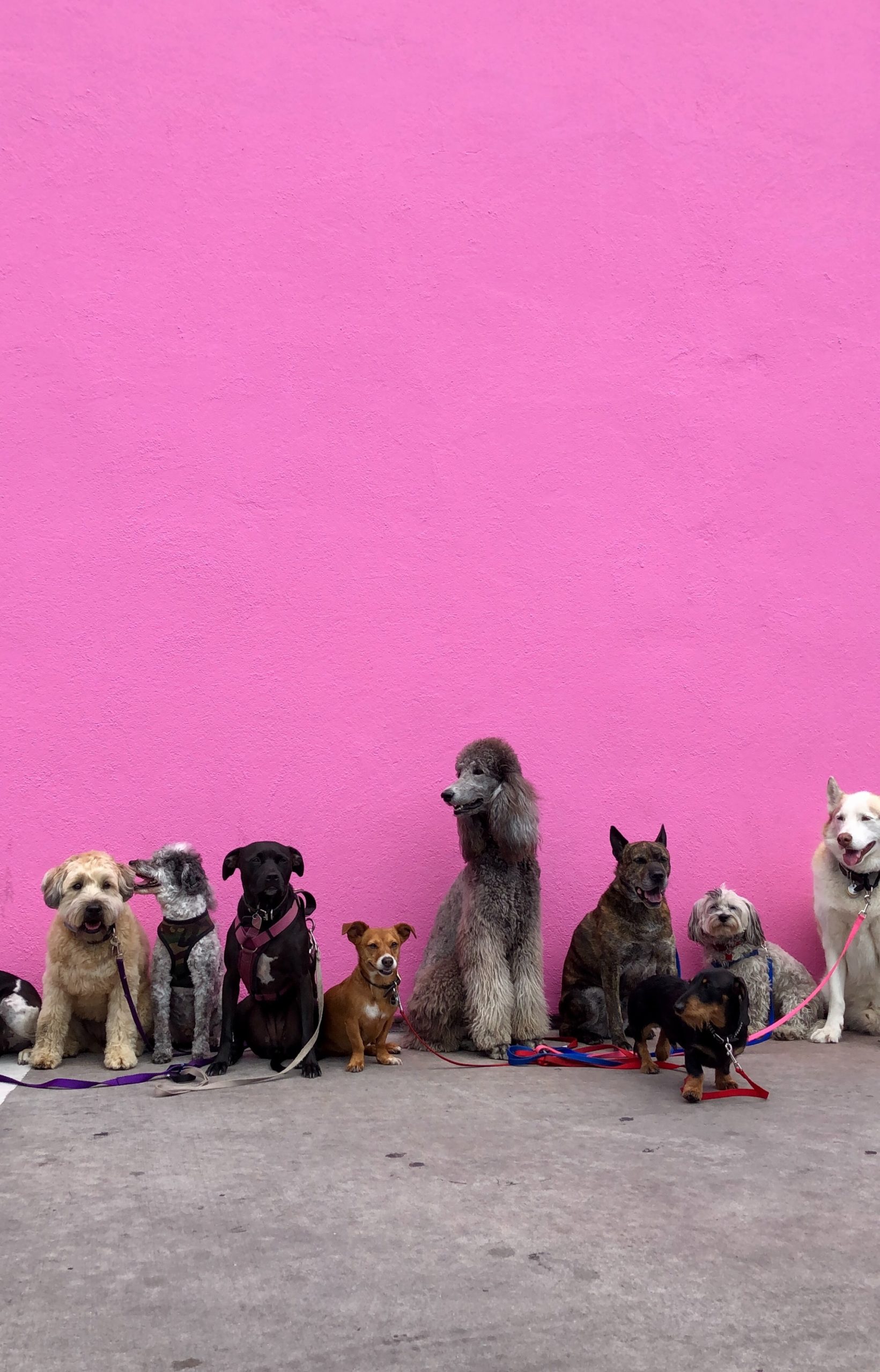 The Best Dog Breed for You Based on Your Zodiac Sign