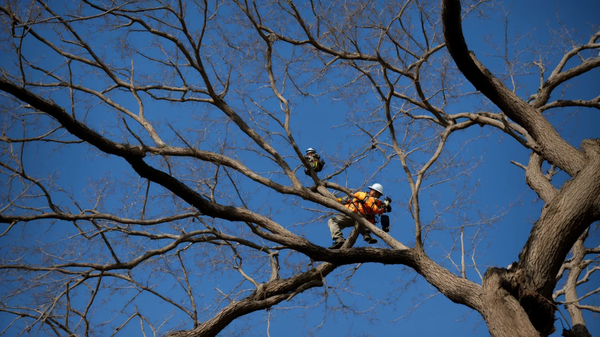 Why Professional Tree Pruning Matters: Ensuring Healthy Growth in Locust Grove, GA